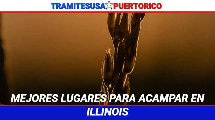 Licencia para Indocumentados en Illinois